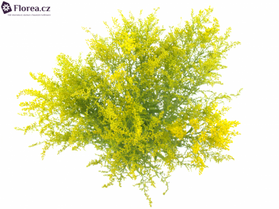 SOLIDAGO SUPER