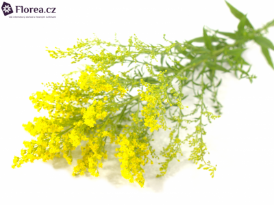 SOLIDAGO SUPER