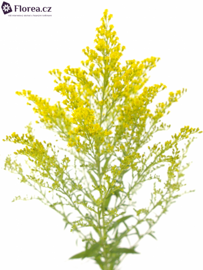 SOLIDAGO SUPER 70cm/20g