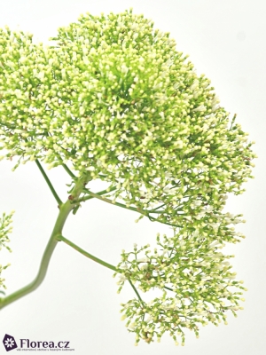 TRACHELIUM LAKE POWELL 80cm