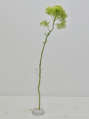 TRACHELIUM LAKE POWELL 80cm