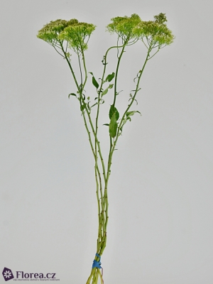 TRACHELIUM LAKE POWELL 80cm