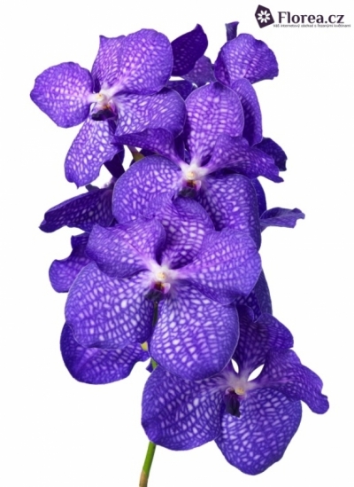 Orchidej KANCHANA MAGIC BLUE