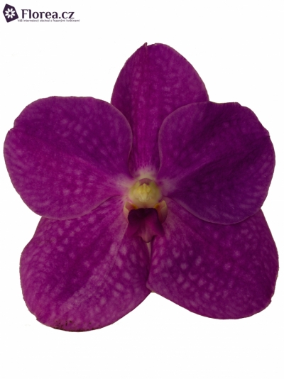 Orchidej NITAYA BRIGHT PINK