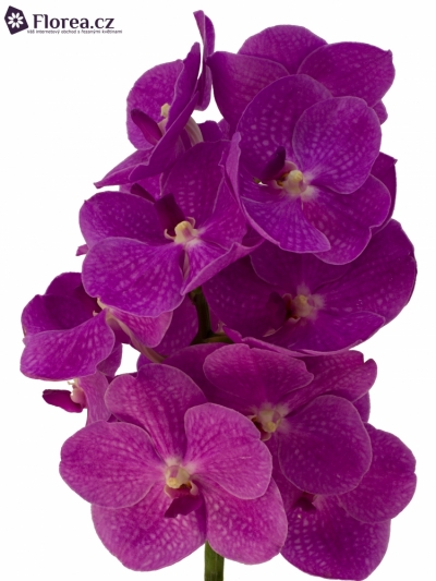 VANDA BRIGHT PINK