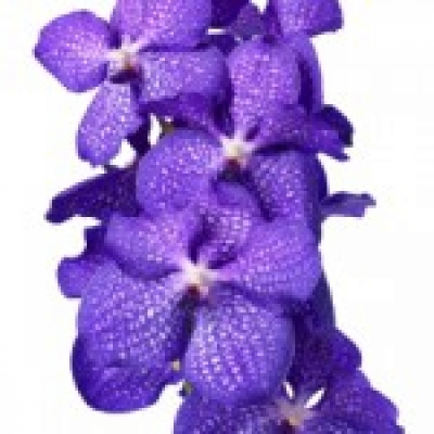 Orchidej KANCHANA MAGIC BLUE