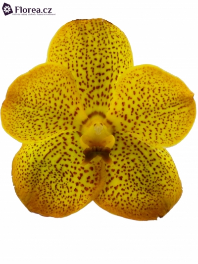 Orchidej NATCHA HONEY DROPS