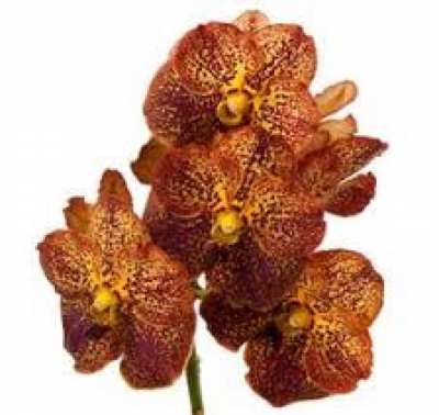 Orchidej SUNANDA HIMBA GOLD