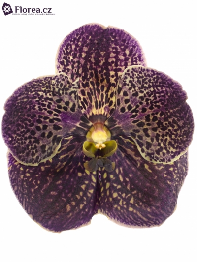 Orchidej SUNANDA DARK CHOCOLATE BROWN