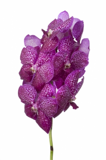 Orchidej SUNANDA MAGENTA GLITTER