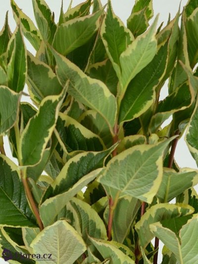 WEIGELA NANA VARIEGATA