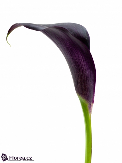 ZANTEDESCHIA ODESSA